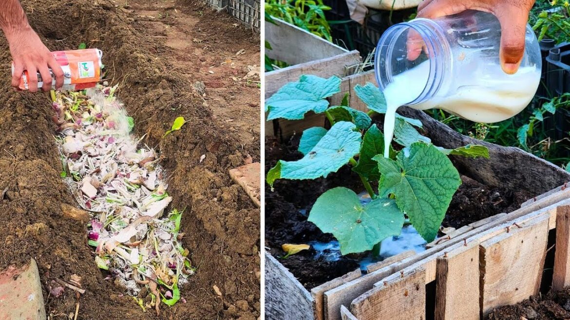 Unbelievable Results! How I Used 3 Simple Kitchen Ingredients to Grow a Garden FULL of Vegetables