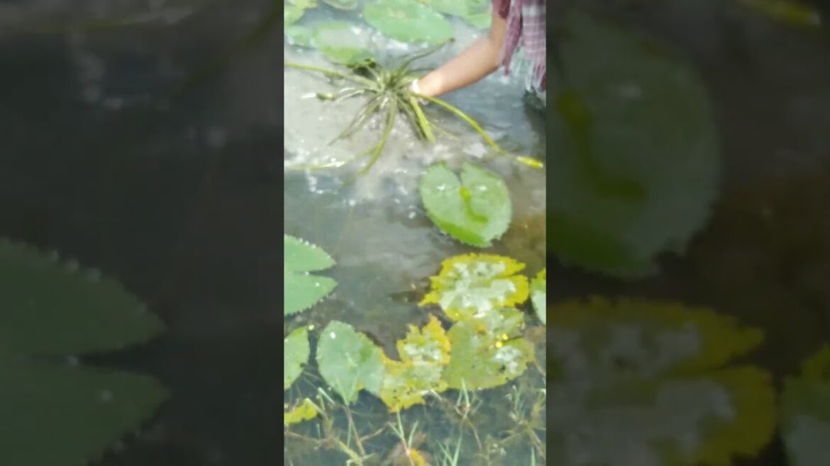 Collecting lotus flower plants #lotusplant #garden #waterplants #plants #gardening #trending #shorts