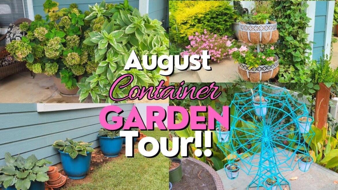 August 2024 Container Garden Tour!! The Texas HEAT is on!! #northtexasgarden