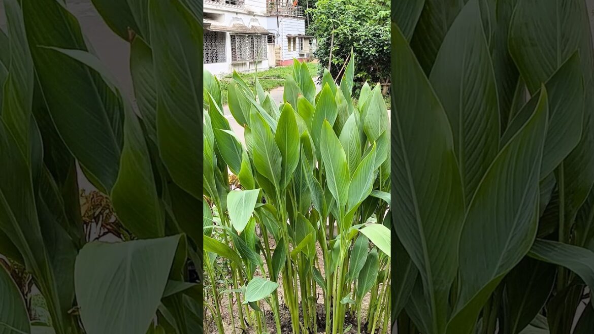 Loving Plant #plant #plants #planting garden #gardening #gardenscapes #gardentour #sundrylaze#shotrs Loving Plant #plant #plants #planting garden #gardening #gardenscapes #gardentour #sundrylaze#shotrs