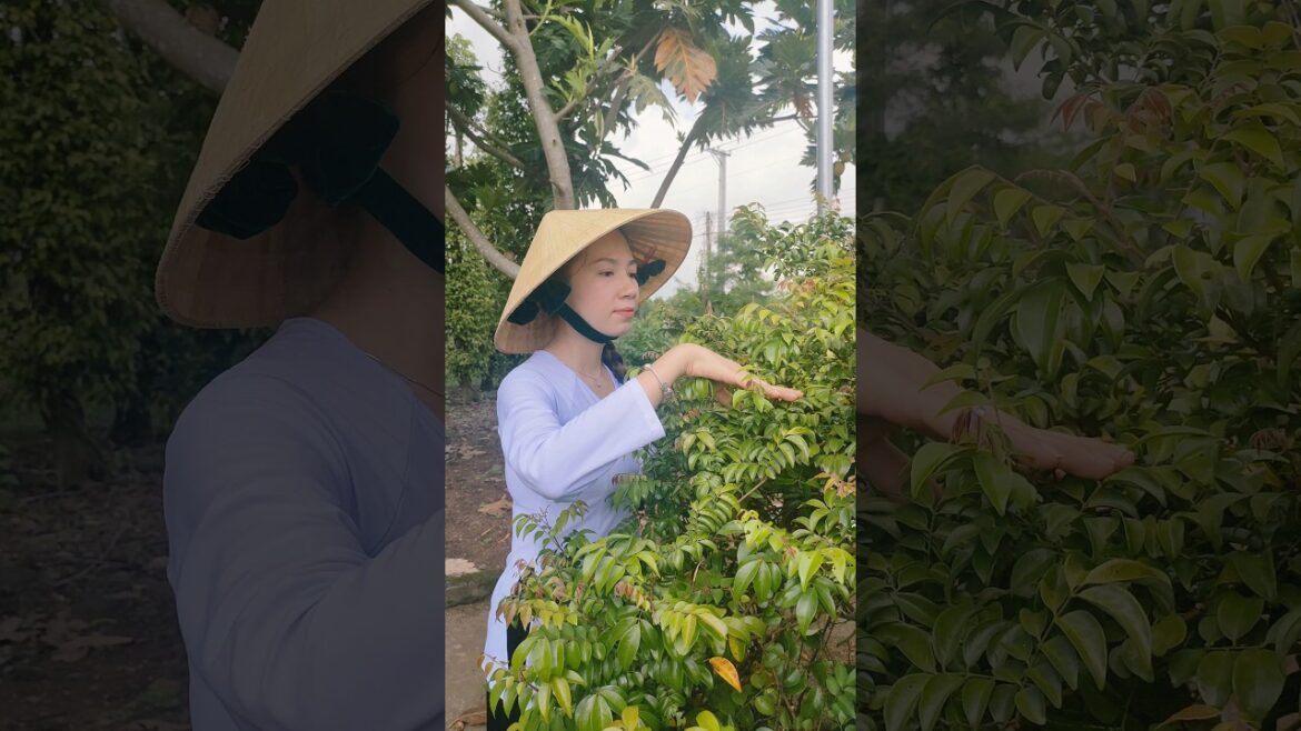 Farming & gardening life: Organic village life #starfruit #farming #gardening #farmlife Farming & gardening life: Organic village life #starfruit #farming #gardening #farmlife