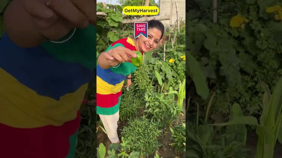 Organic Vegetable Harvesting  | Patience is the key #shorts