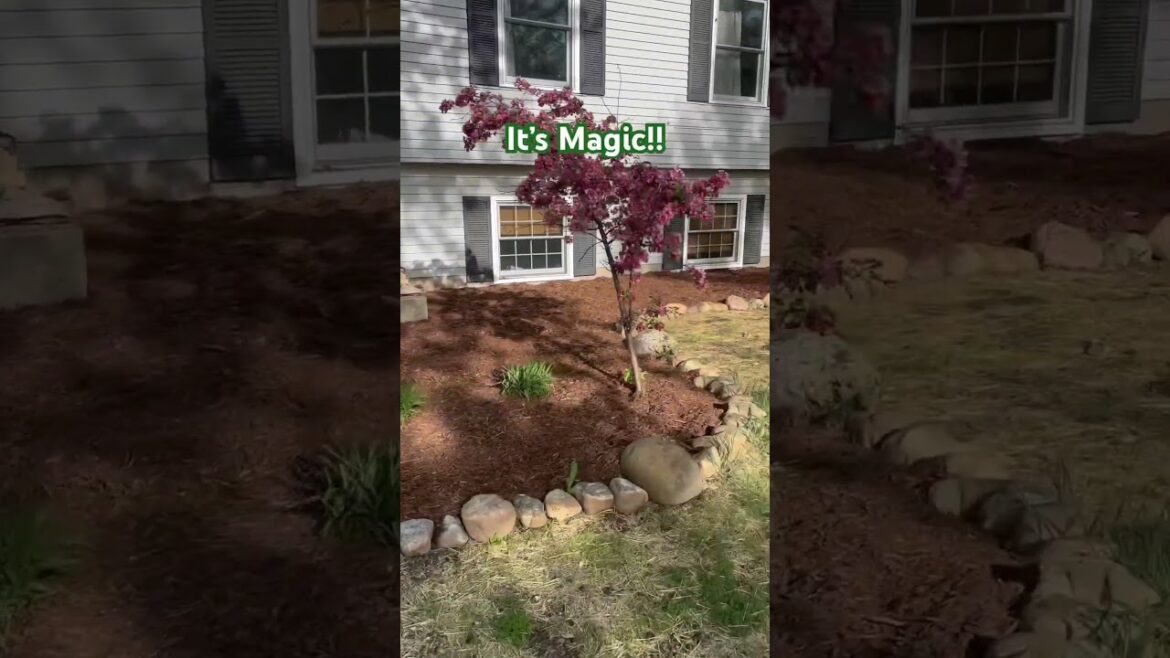 It’s Magic! Phase 2 Of The Front Yard Project! More Coming Soon! #mulching #work #landscape #summer