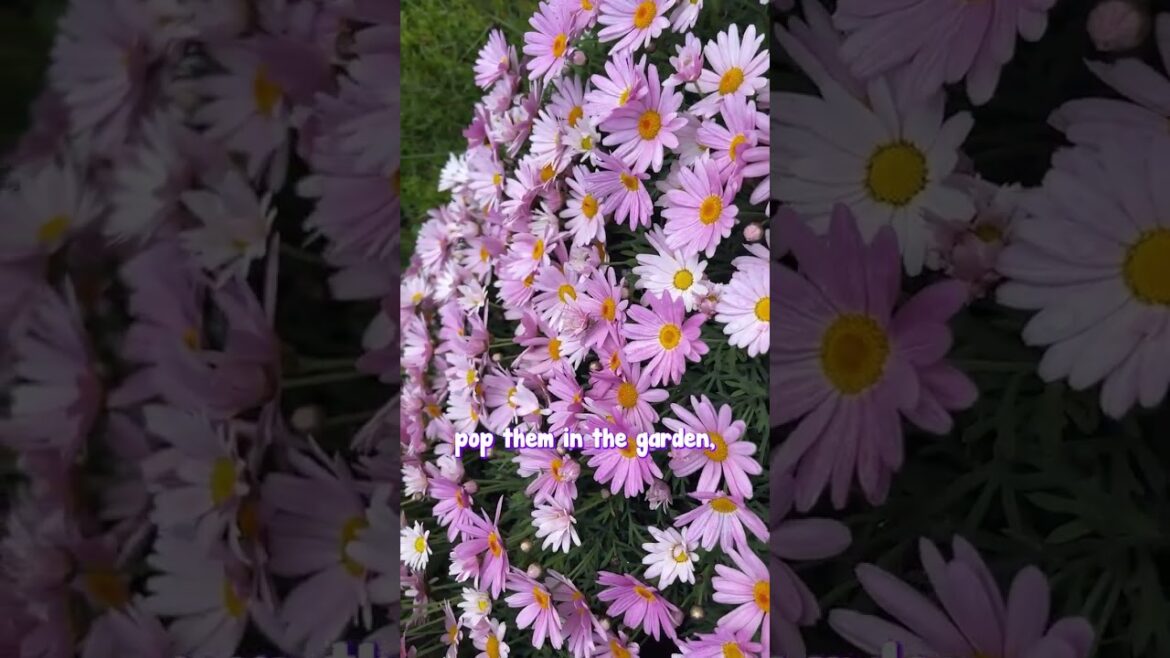 Add a splash of colour to your garden with Marguerite Daisy!🌸
