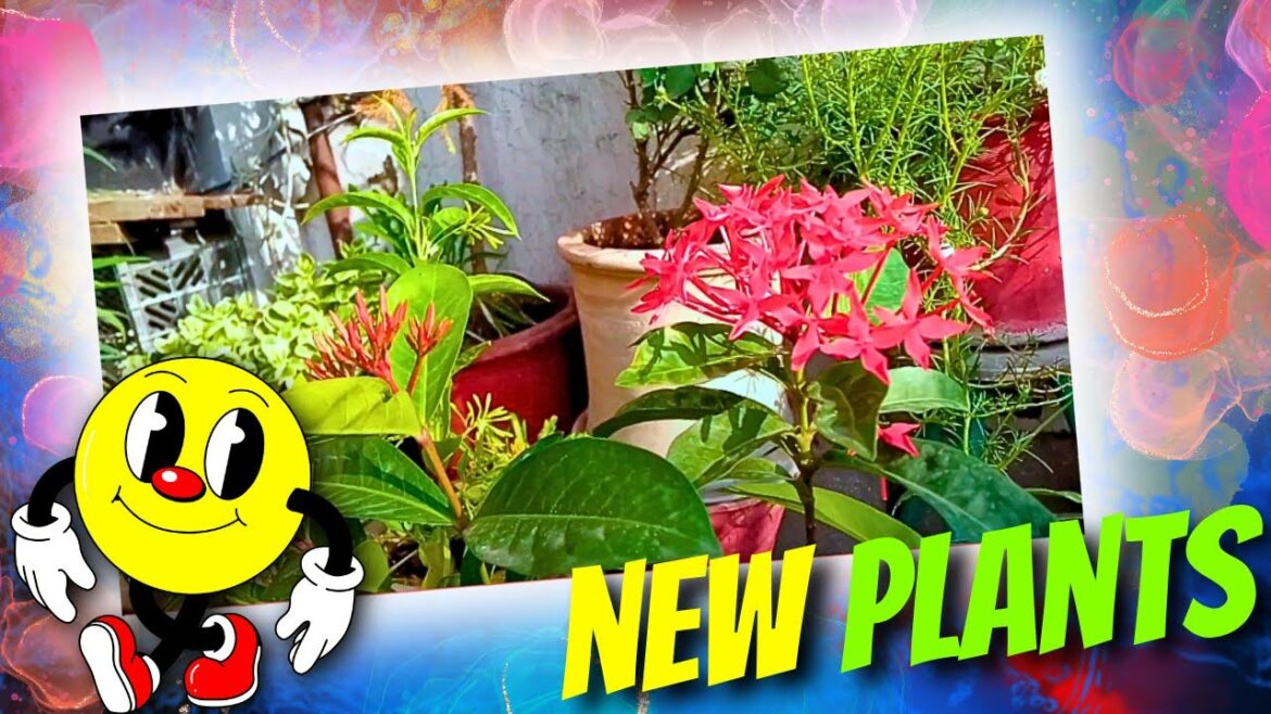 "Bought Some New Plants | Buying Fresh Plants at My Door - Urban Garden Haul"