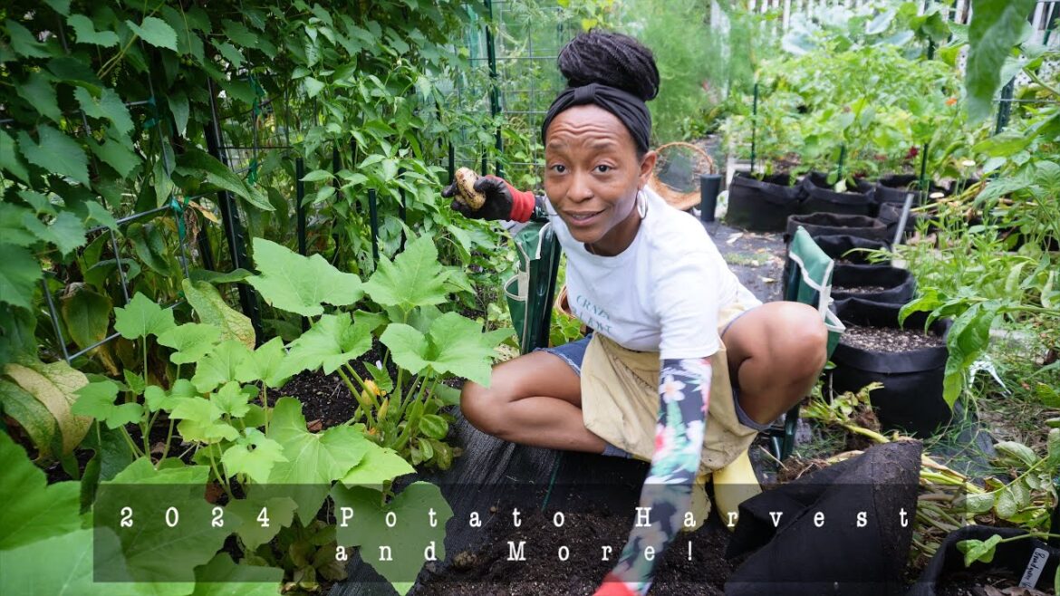 Urban Homestead Living | Full Potato Harvest | Preparing A Garden Snack | Rainy Day Gardening Urban Homestead Living | Full Potato Harvest | Preparing A Garden Snack | Rainy Day Gardening