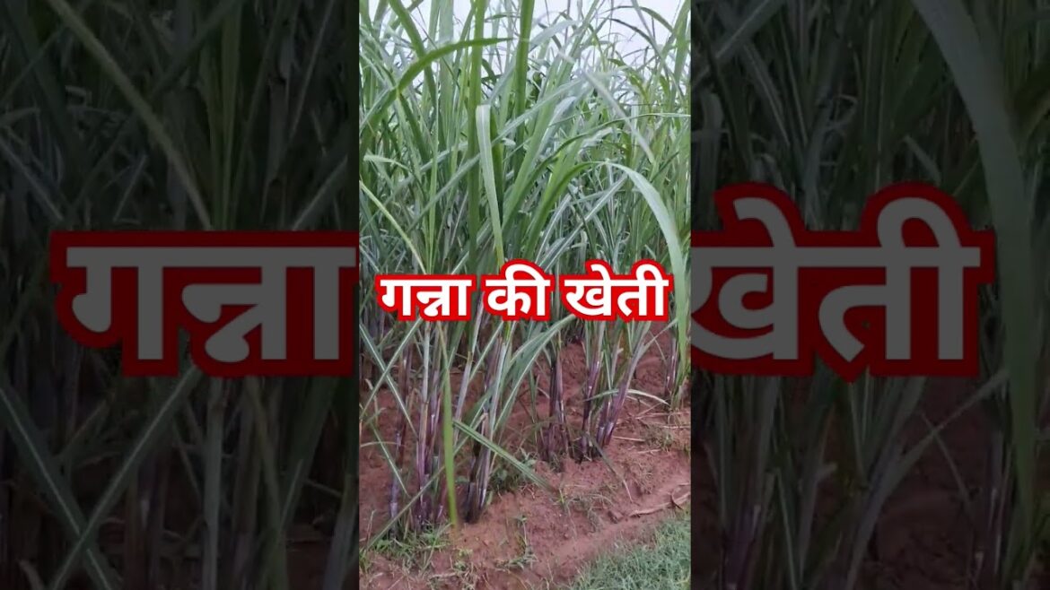 गन्ना की खेती # shorts # viral #terinding #song #farming # viralshortvideo