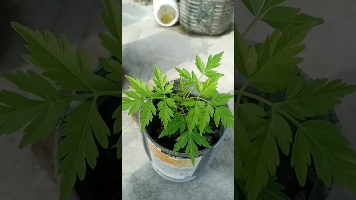 Neem baby plants ☘️ #shorts #garden #gardendesign  #gardening #seeds