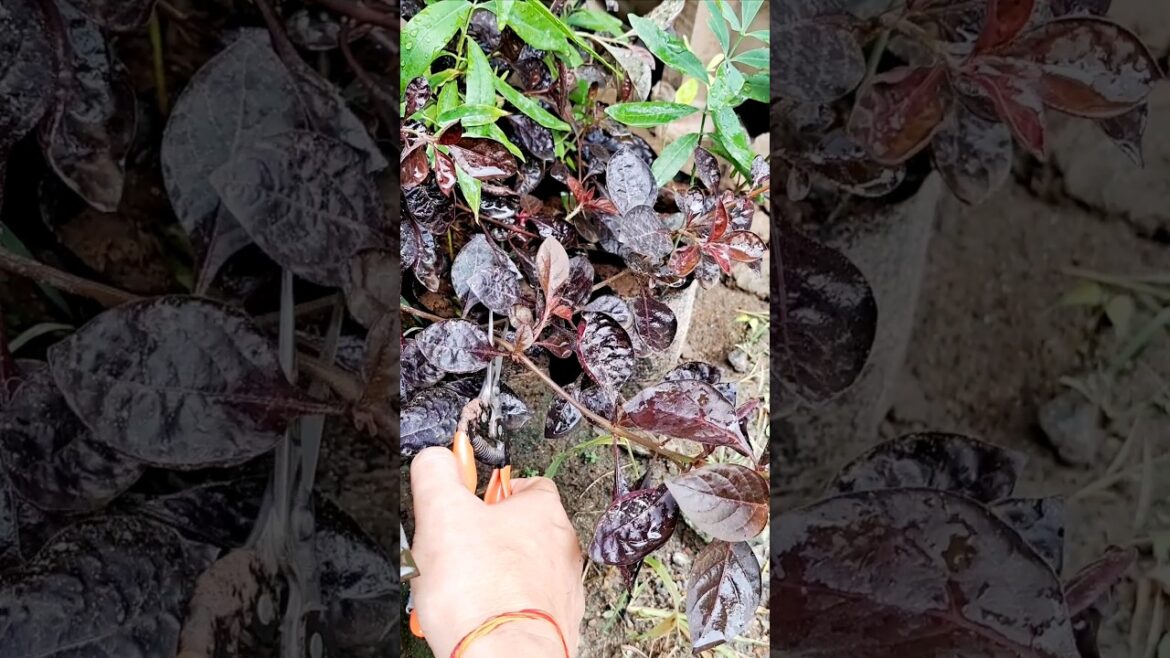 Red Hedge Cutting Grow || #shortvideo #viral #gardening #plants #flower #shorts