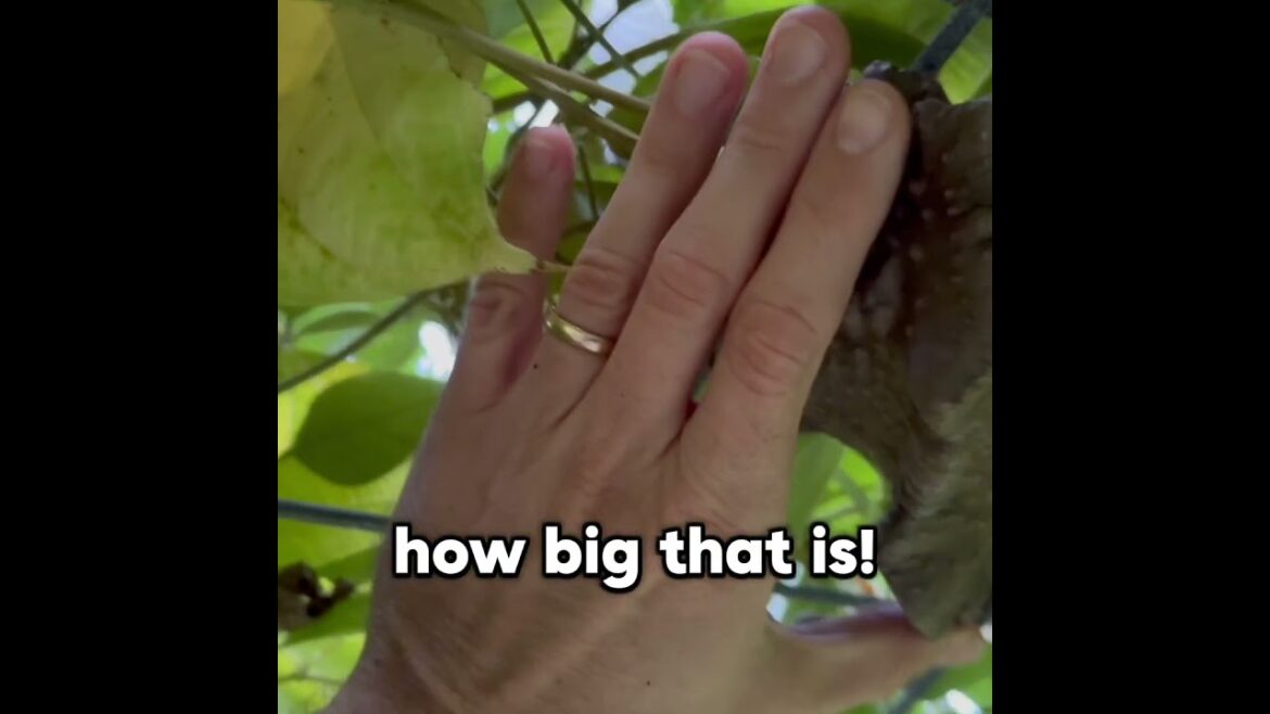 Rare Edible Air Potatoes #foodforest #groceryrowgarden Rare Edible Air Potatoes #foodforest #groceryrowgarden