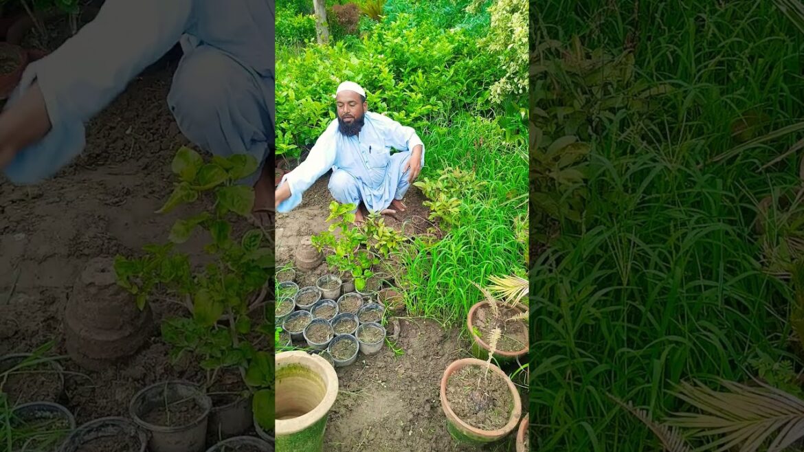 gardening tips #imtiazalisangi