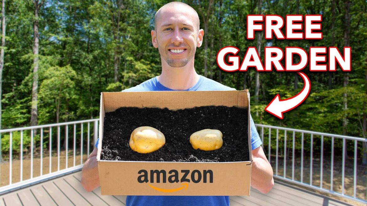 James Prigioni: I Tried To Grow Potatoes In Amazon Boxes I Tried To Grow Potatoes In Amazon Boxes
