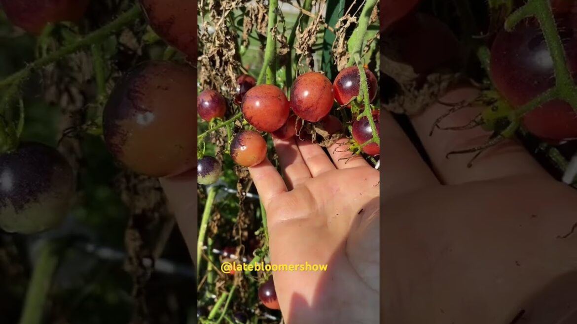 Check out these cherry tomatoes 🍅!! #homesteader #garden