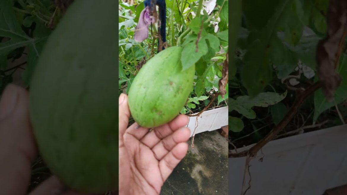 “August Surprise: Harvesting a Juicy Watermelon from My Terecce Garden!”#watermelon #shorts #viral "August Surprise: Harvesting a Juicy Watermelon from My Terecce Garden!"#watermelon #shorts #viral