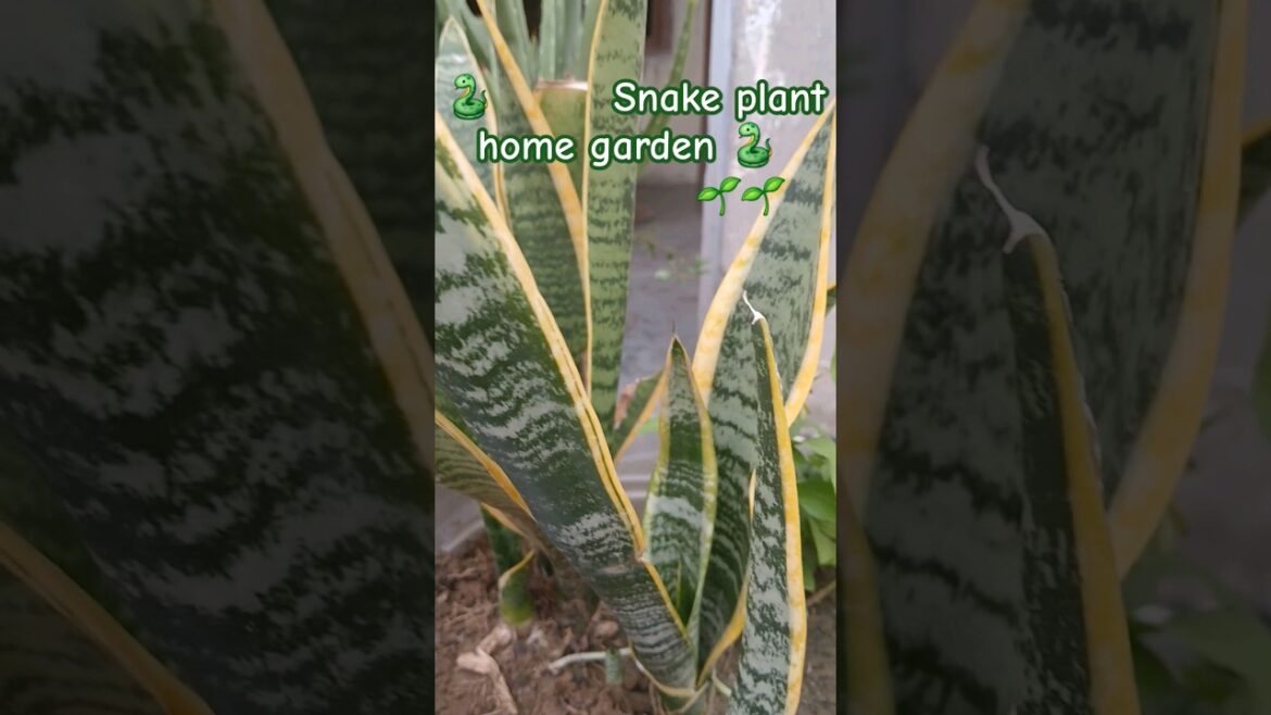 🐍🐍🌱🌱SNAKE PLANT ||HOW TO Care,Grow and Propagate#short#sankeplant#asmr#gardening#youtubshorts🐍🐍🌱🌱 🐍🐍🌱🌱SNAKE PLANT ||HOW TO Care,Grow and Propagate#short#sankeplant#asmr#gardening#youtubshorts🐍🐍🌱🌱