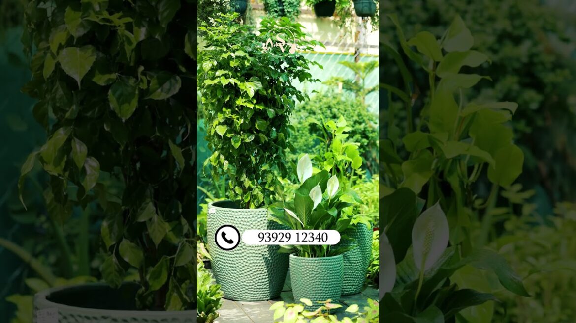 Outdoor Garden Plants || #outdoorplants #outdoorgardening #gardenplants #shorts #ytshorts Outdoor Garden Plants || #outdoorplants #outdoorgardening #gardenplants #shorts #ytshorts