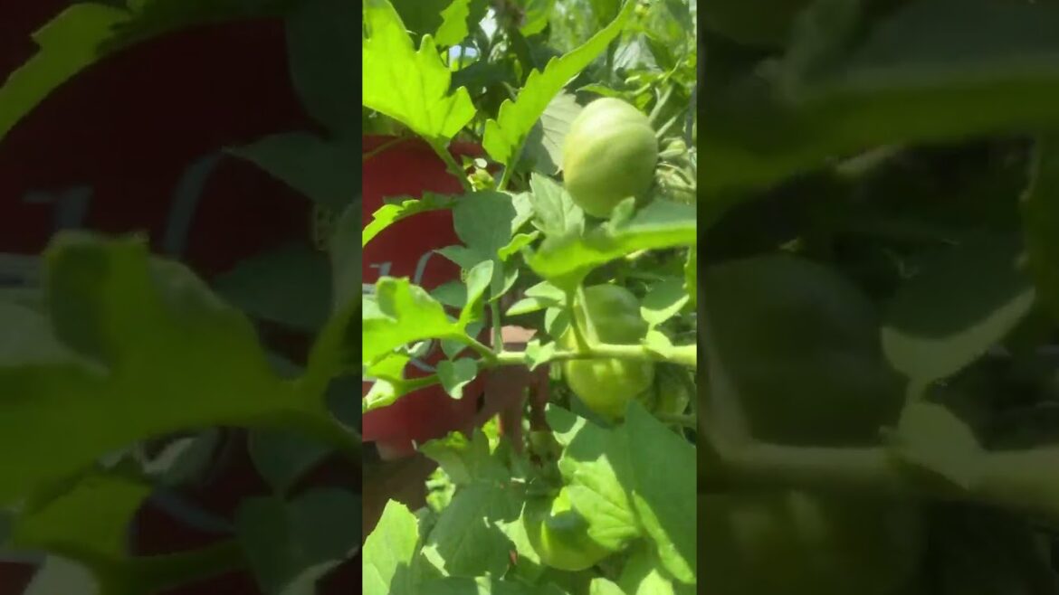 Tomato Plant EXPLODES in Growth on My Patio! Tomato Plant EXPLODES in Growth on My Patio!
