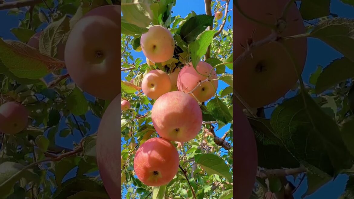 #farm #fruit #vegetablegarden #gardening #vegetable #vegetables #homegardening #vegetablegardening