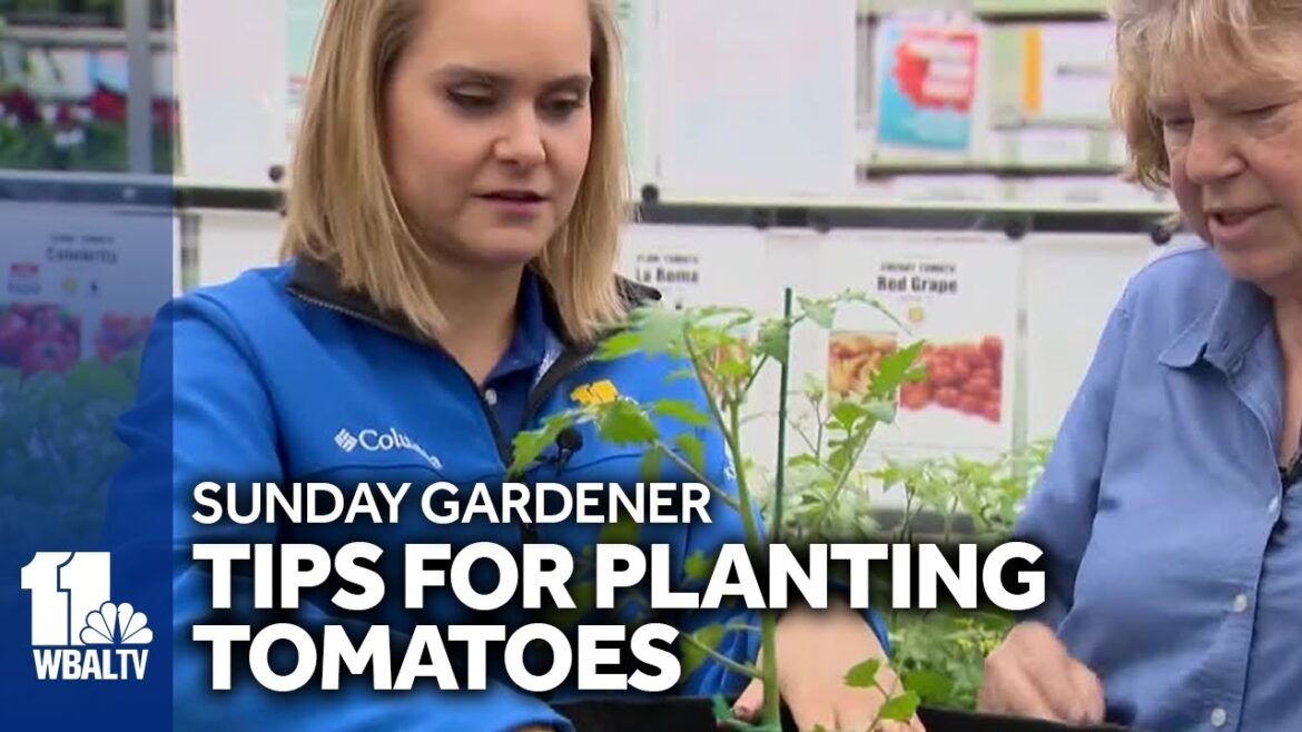 Sunday Gardener: Tips on starting, keeping. and feeding tomato plants