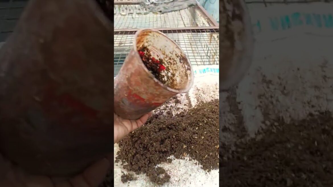 Gardening tips tricks and ideas #shortsvideo #viral #gardening Gardening tips tricks and ideas #shortsvideo #viral #gardening