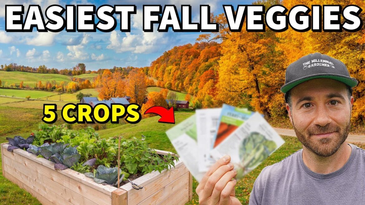 5 Easy Veggies To Plant In Fall NOW And FORGET All Winter! 5 Easy Veggies To Plant In Fall NOW And FORGET All Winter!