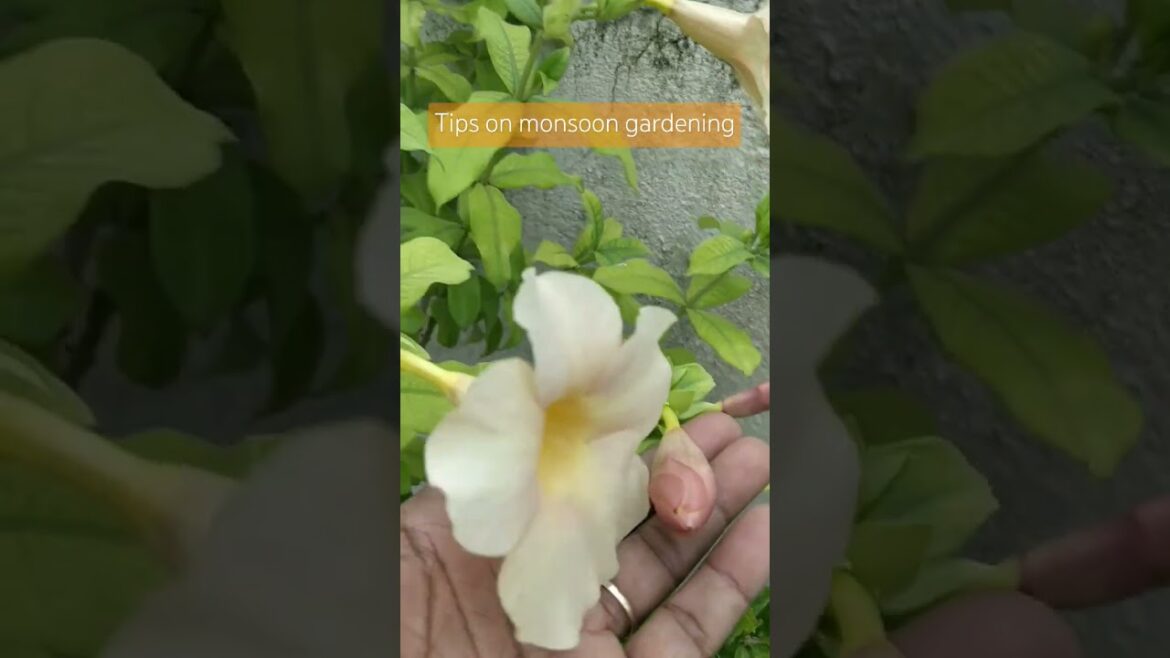 ⛈️Monsoon garden tips🤔#plant🌱#gardening#tips#fungus#gardenidea#fertilizer#plantcare ⛈️Monsoon garden tips🤔#plant🌱#gardening#tips#fungus#gardenidea#fertilizer#plantcare