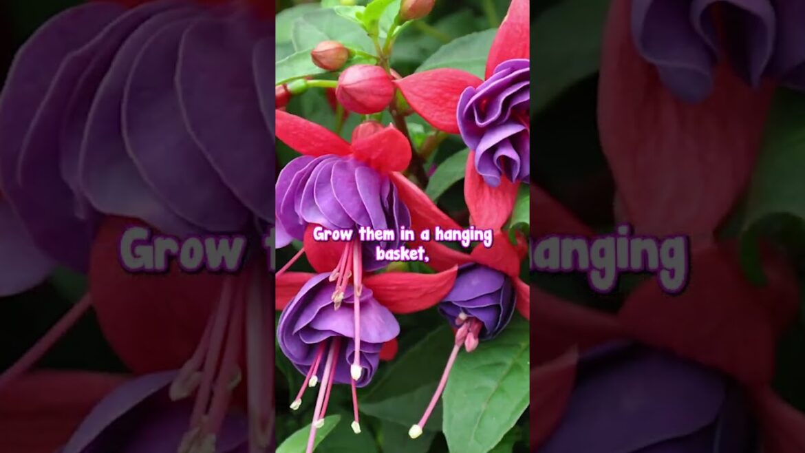 Fuchsias Almost Flower ALL Year🌺