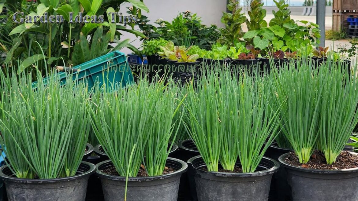 Save Costs No Garden/ Useful Tips & Tricks Vegetables on Balcony and Rooftops at Home for Beginners