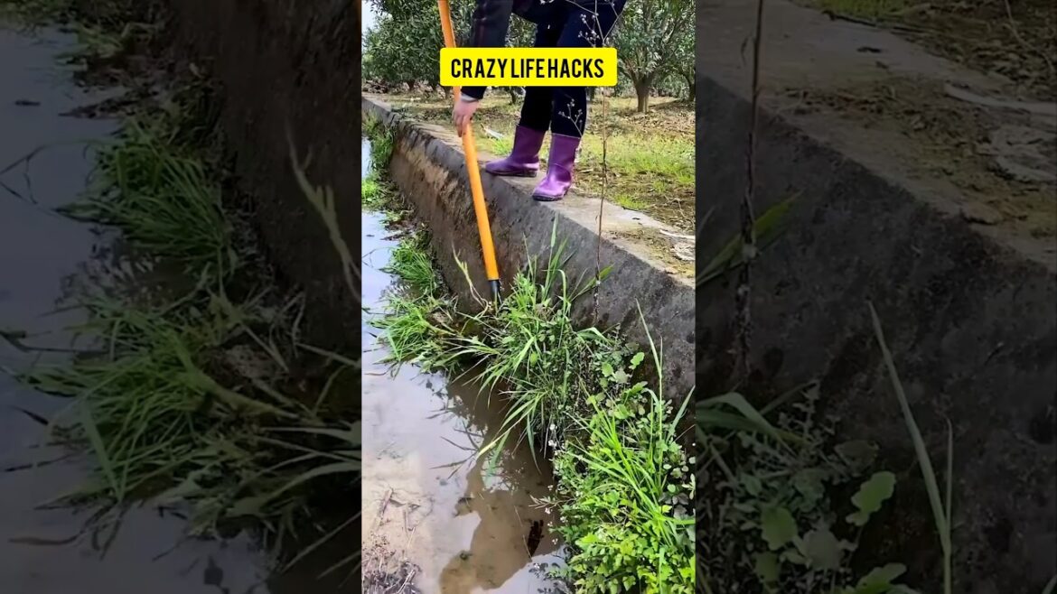 Amazing Farming Hacks ►2024 easy diy crafts #diy #diycrafts #craftideas #farming #gardening #shorts Amazing Farming Hacks ►2024 easy diy crafts #diy #diycrafts #craftideas #farming #gardening #shorts