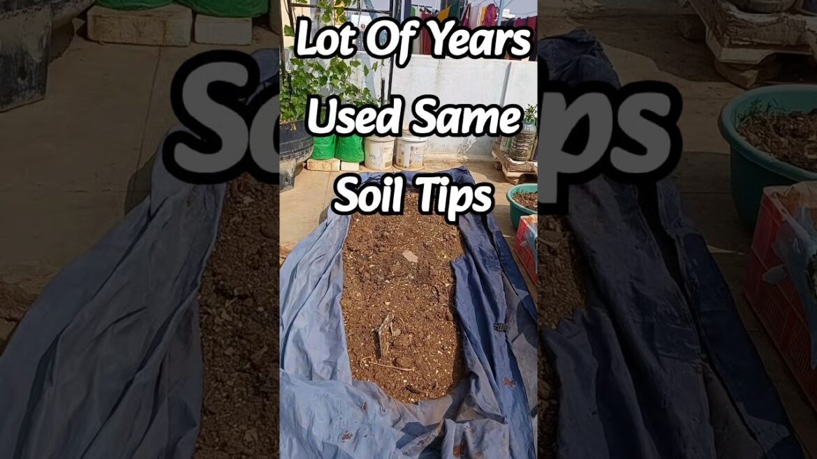 Soil Recharge Tips #Anusha gardener #shorts#ytshorts#viral shorts#treanding #grow #plants #garden🌿🙄😄