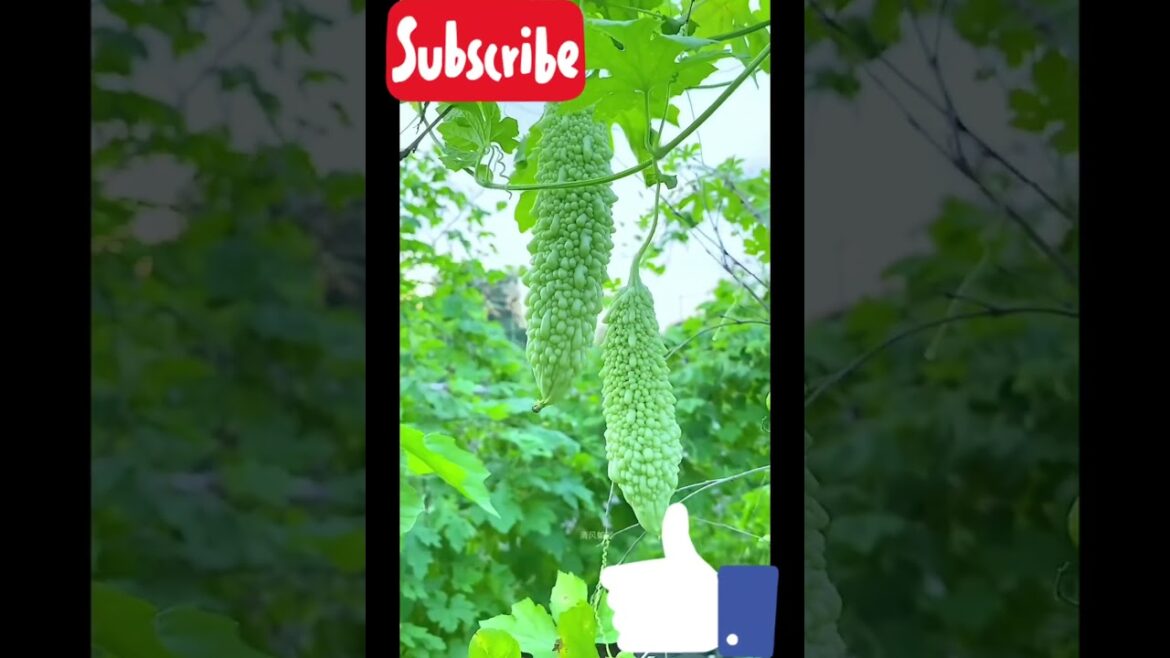 green vegetables farming | organic farming | vegetable | harvesting | monsoon | #shorts #satisfying