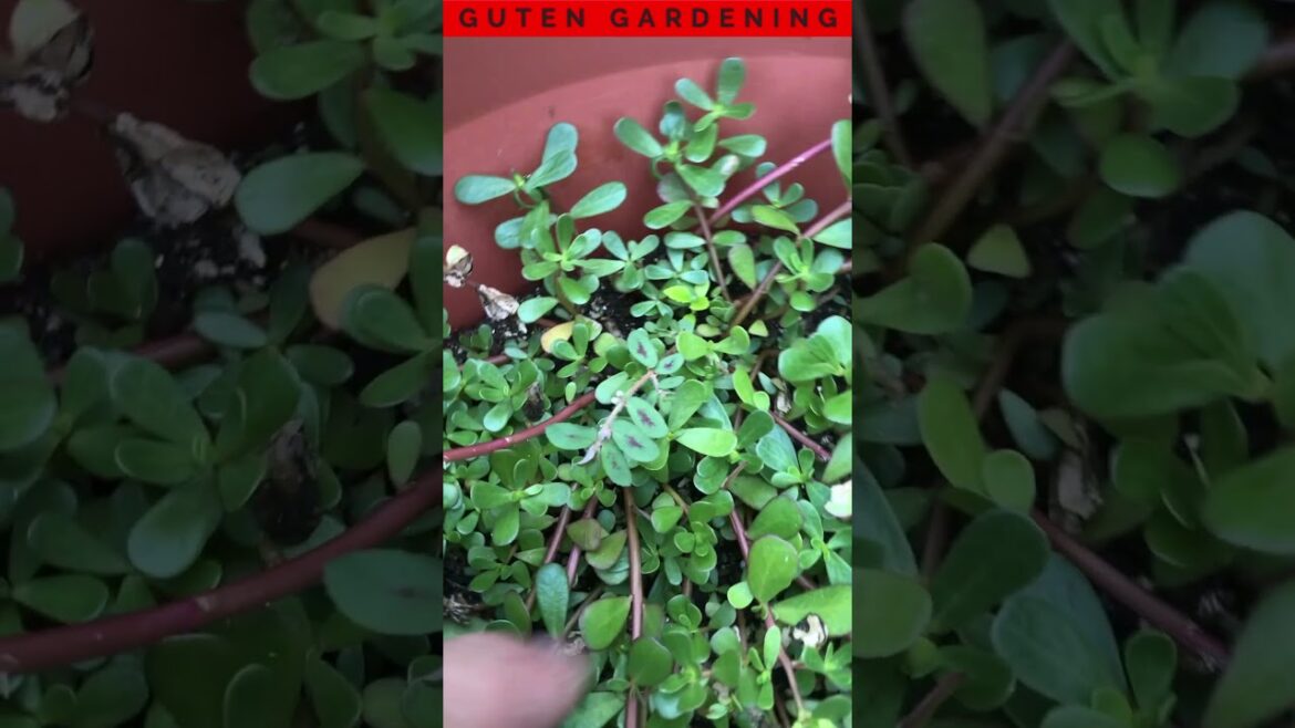Edible Purslane vs Toxic Spurge: Know the Difference