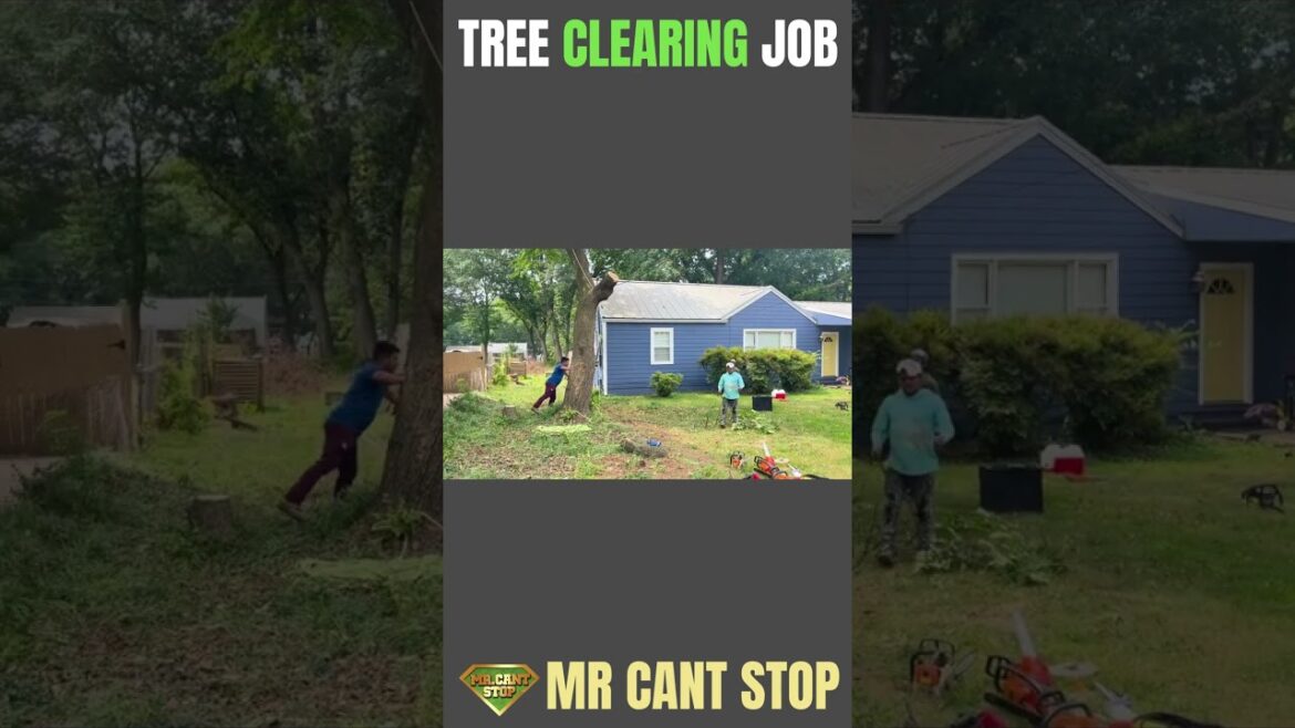 Clearing Job: Transforming Overgrown Landscapes