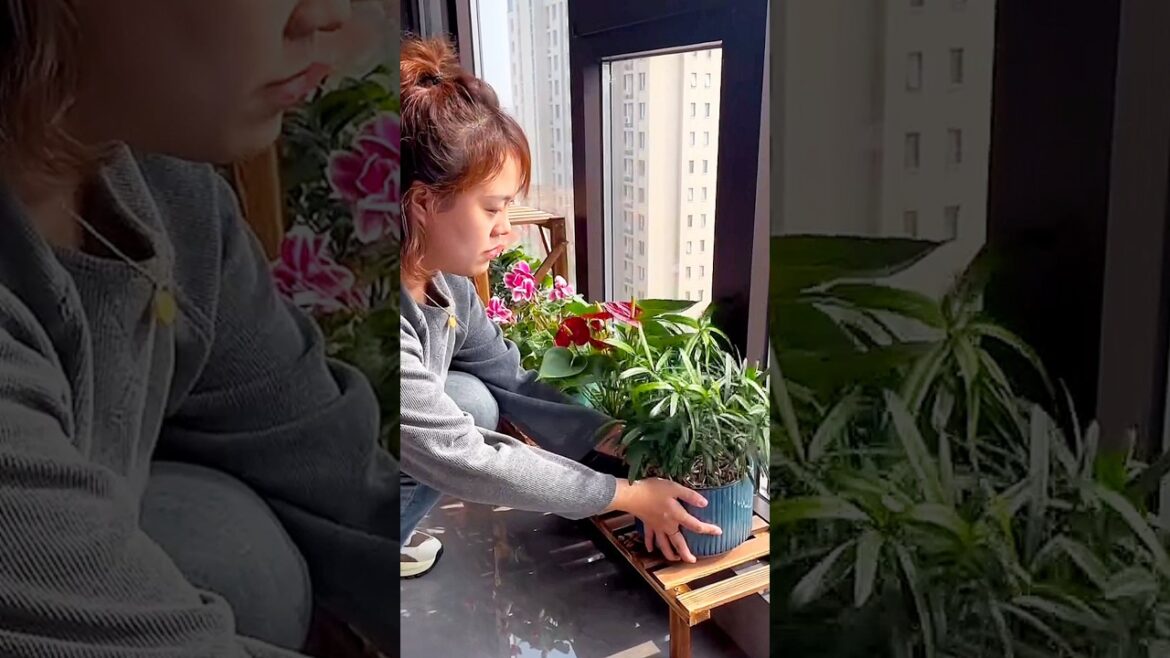 ๐ฟโจ Transform Your Small Window Sill into a Lush Garden Oasis #shorts #status #short ๐ฟโจ Transform Your Small Window Sill into a Lush Garden Oasis #shorts #status #short