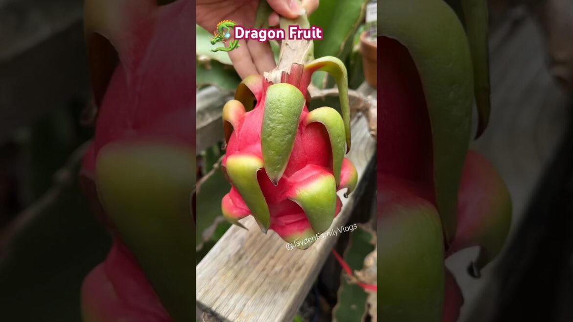 Dragon Fruit ππ± #satisfying #fruitcutting #fruit #food #dragonfruit #oddlysatisfying Dragon Fruit ππ± #satisfying #fruitcutting #fruit #food #dragonfruit #oddlysatisfying