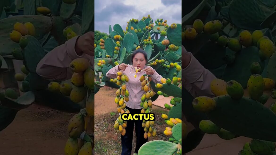 Are Prickly Cactus Fruit Really Edible? #shorts Are Prickly Cactus Fruit Really Edible? #shorts