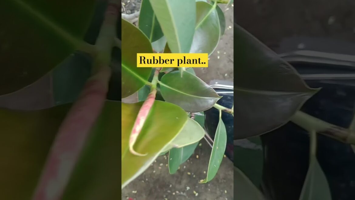 rubberplant #plants #shortsvideo #gardeningtips #viralvideos #shortsviral #shortsfeed #youtubeshort