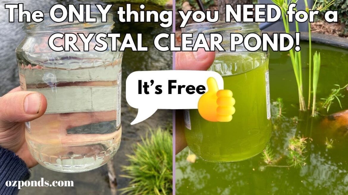 The ONLY thing you NEED for a CRYSTAL CLEAR POND