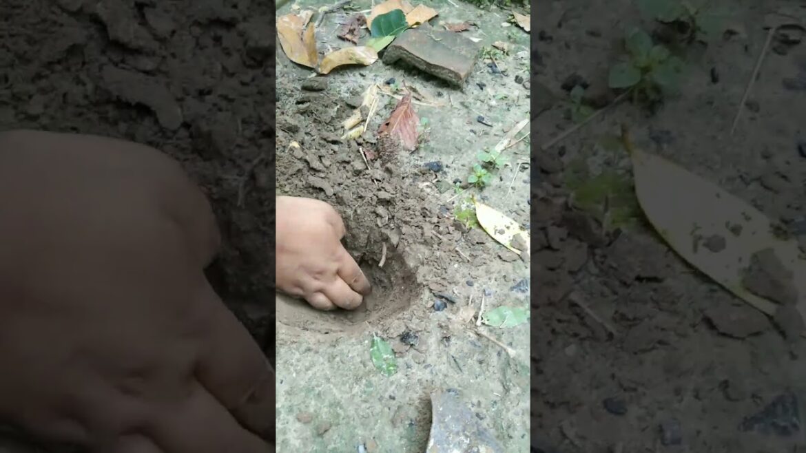 Rescue papaya plant and planting #planting #garden #plants #papayaplant #trending #shorts#srg#rescue