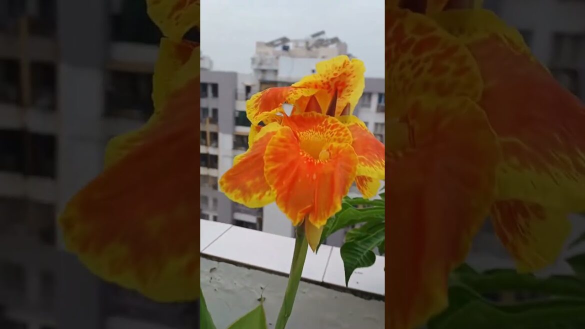 ❤ #cute #check #flowers #gardening #gardeningtips #shortfeed #viralvideos #trendingshorts