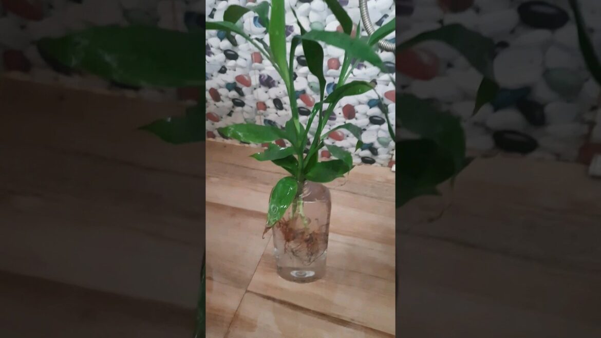 Lucky bamboo #garden#plants#bamboo#Luckybamboo#trending#shorts#decoration#plantdecor#bambooplant#srk