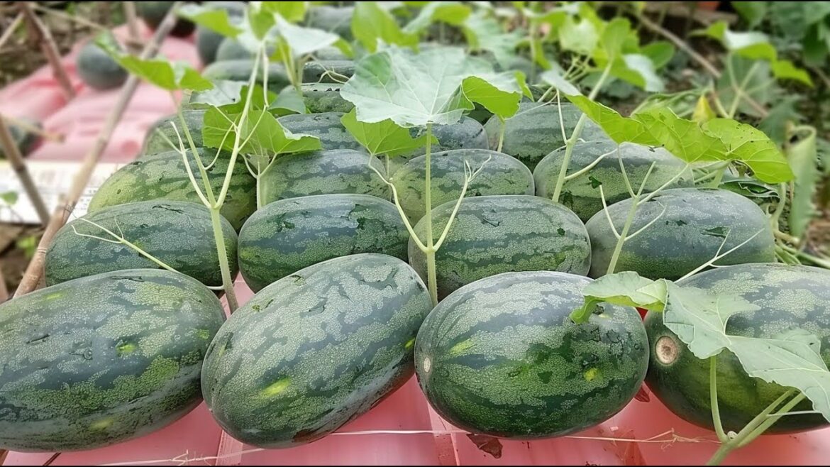 Harvesting Juicy Watermelons From My Front Yard Garden - Simple and Fun!
