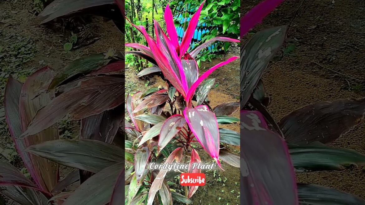 Cordyline Plant || Gardening Hack #shortvideo #gardenhacks #garden #bagwani #winterplants