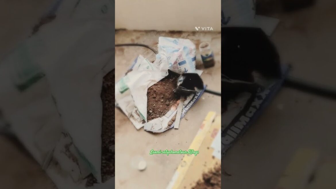 #trending#Spine gourd/ఆకాకర/బోడ కాకర పెంచే విధాన#tips