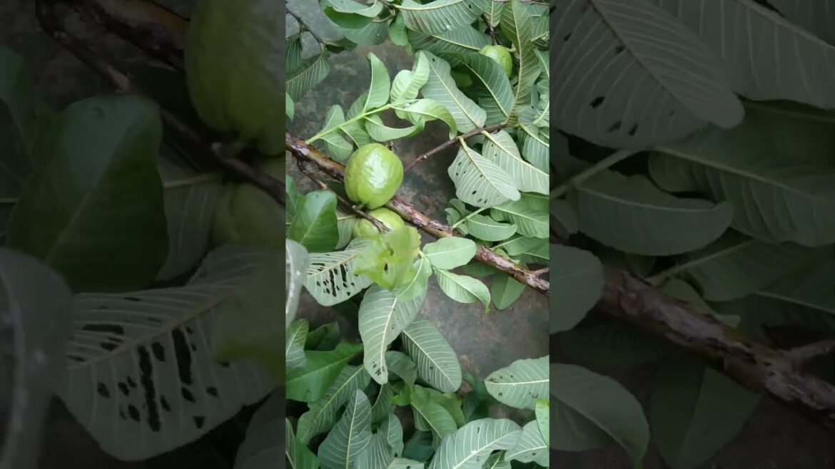 Guava plant cutting and harvesting guavas #guava #harvest #guavaplant#garden #plants#trending#shorts