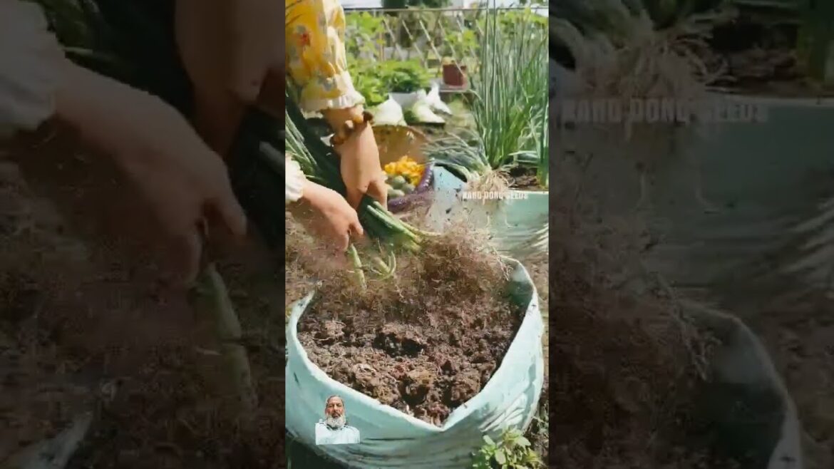 Amazing onion 🧅🧅🧅 plant fresh