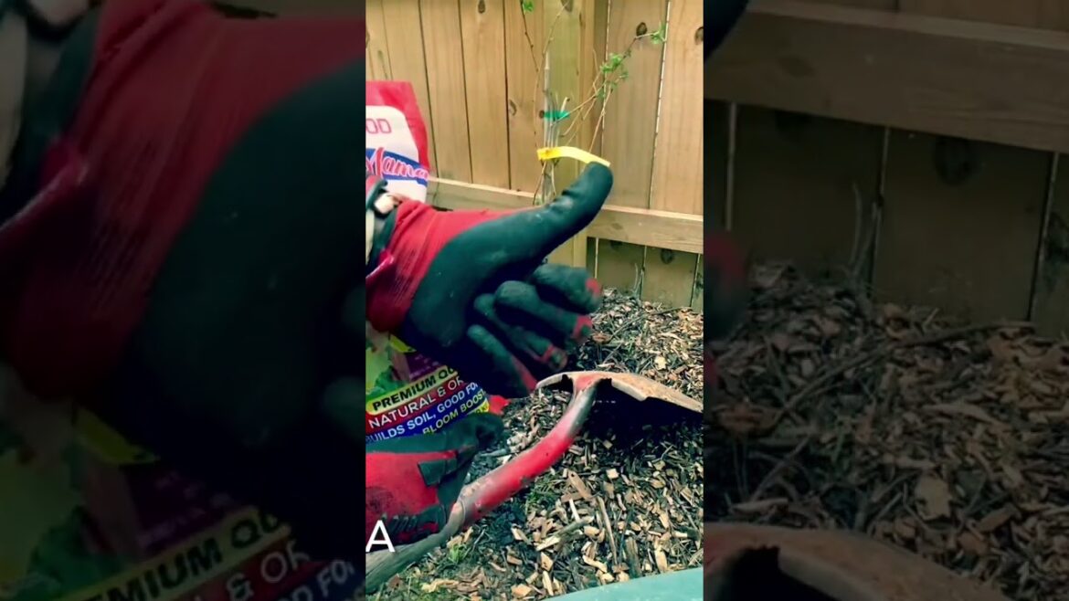 Watch How To Successfully Plant Your Raspberry Bush Into The Ground! #gardening #garden  #fruittrees
