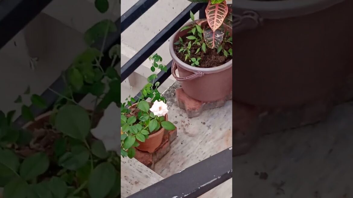 my house. #house #gardening #garden #minigarden #viral #viralshorts #shortsvideo #shortfeed my house. #house #gardening #garden #minigarden #viral #viralshorts #shortsvideo #shortfeed