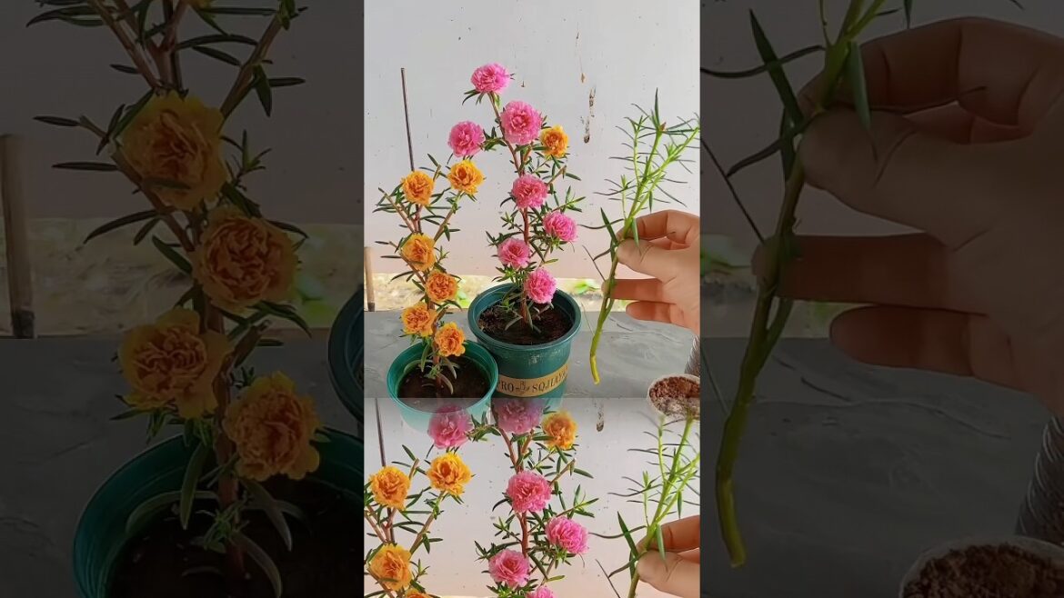 Beautiful gardening ideas at home, #flowers #gardening #shorts Beautiful gardening ideas at home, #flowers #gardening #shorts