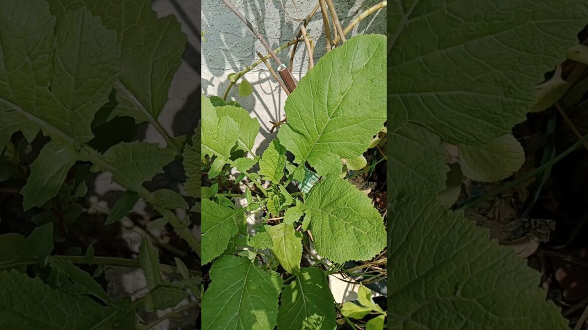 सरसो का साग#vegetablegardening #plants#garden #shorts#trending #yt सरसो का साग#vegetablegardening #plants#garden #shorts#trending #yt